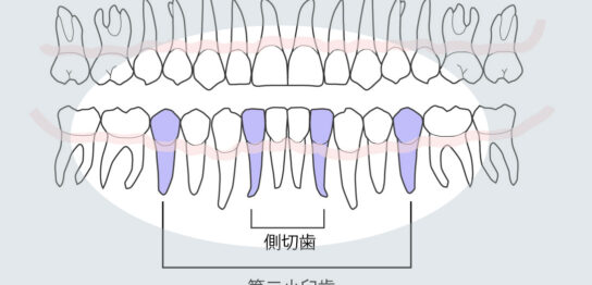 永久歯先天性欠如好発部位