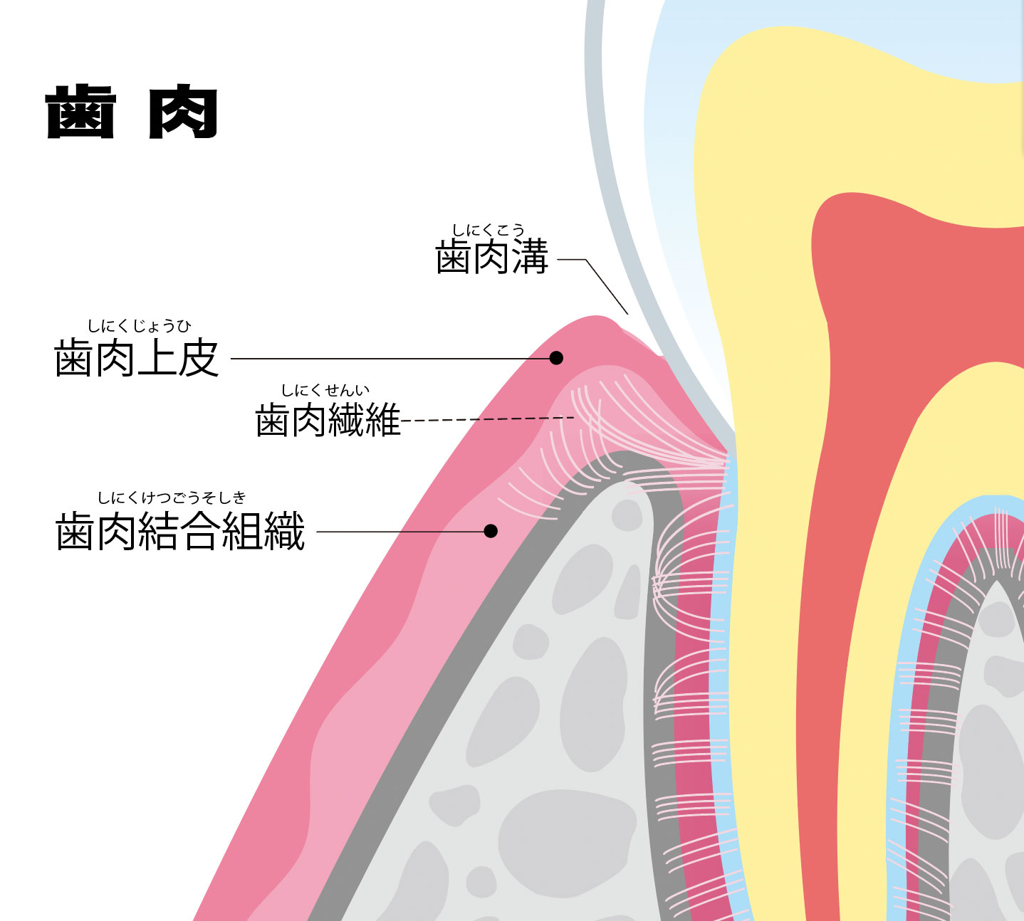 歯医者で良く聞く「歯周組織」って何ですか？ | にしなか歯科クリニック